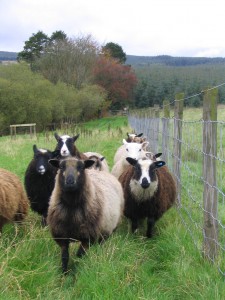 Shetland Sheep in Field