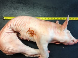 Suckling Pig Curled Up